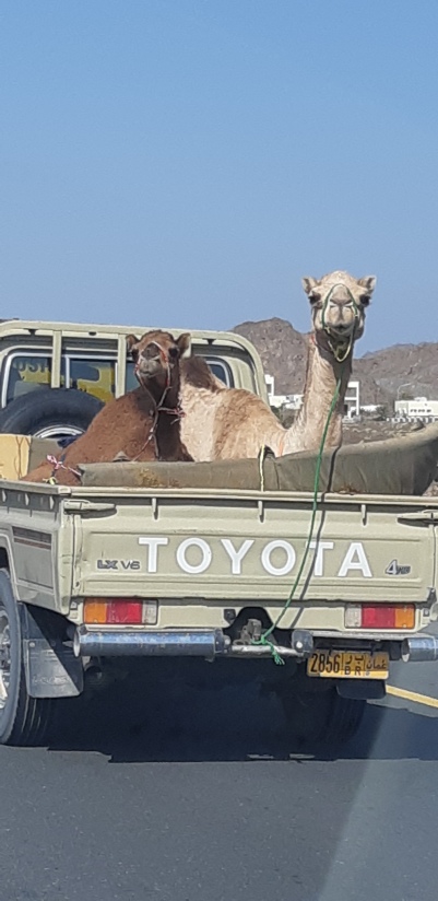 kamele on tour
